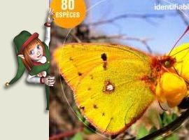 Guide des papillons communs de France