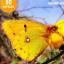 Guide des papillons communs de France